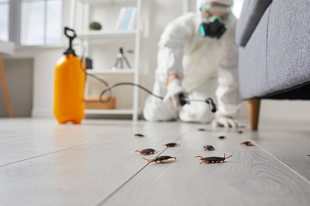 Post-Treatment Bed Bug Interceptor Monitoring in Palo Alto